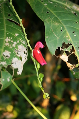 Canavalia bonariensis