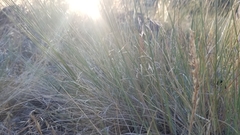 Pseudoroegneria spicata