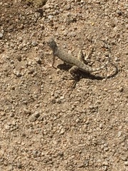 Callisaurus draconoides rhodostictus