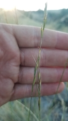 Pseudoroegneria spicata