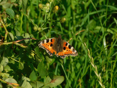 Aglais urticae