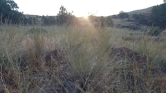 Pseudoroegneria spicata