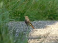 Phoenicurus ochruros