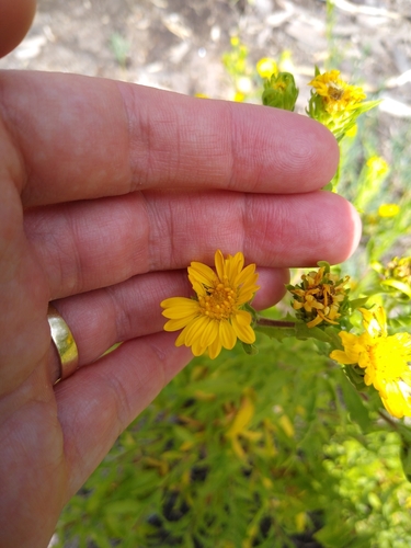 Heterotheca subaxillaris image