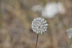 Allium