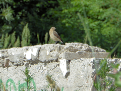 Oenanthe oenanthe