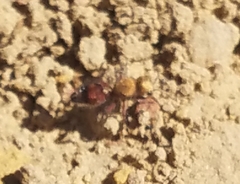 Dasymutilla snoworum