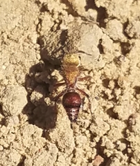 Dasymutilla snoworum