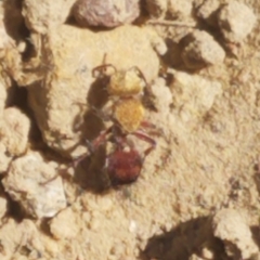 Dasymutilla snoworum