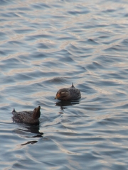 Tachyeres patachonicus