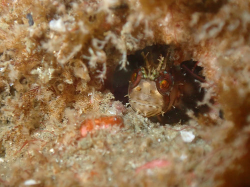 Mosshead warbonnet (Chirolophis nugator) — Stichaeidae — 4