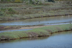 Himantopus himantopus