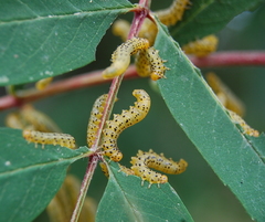 Pristiphora geniculata