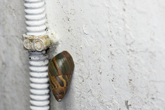 Dolicheulota formosensis