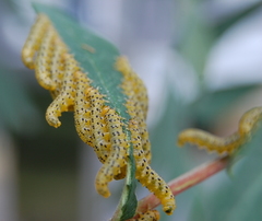 Pristiphora geniculata