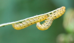 Pristiphora geniculata