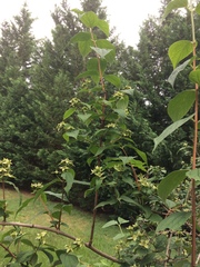 Philadelphus hirsutus
