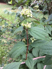 Philadelphus hirsutus