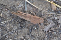 Humbe tenuicornis