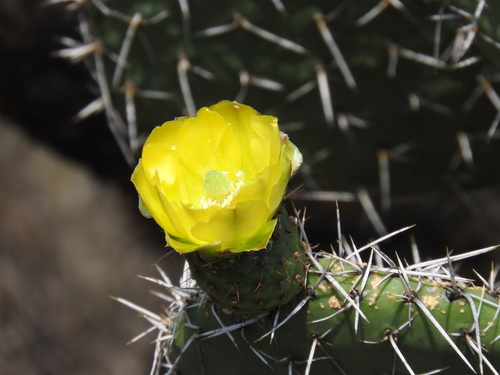 Opuntia hyptiacantha