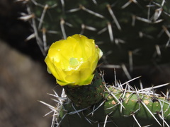 Opuntia hyptiacantha