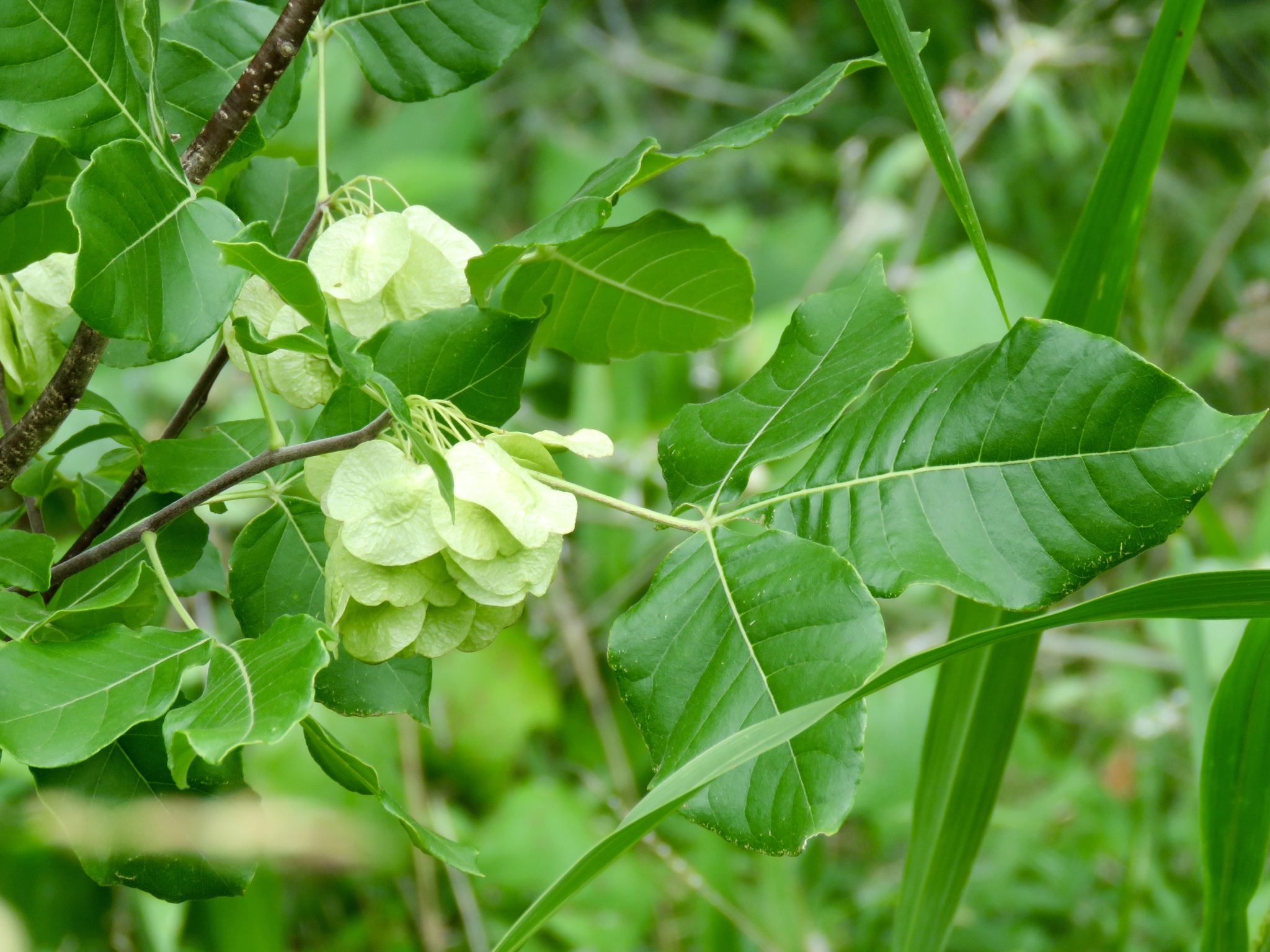Ptelea trifoliata ssp. trifoliata