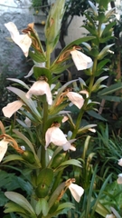 Acanthus mollis