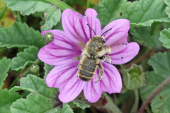 Megachile maritima