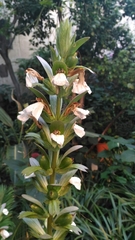 Acanthus mollis