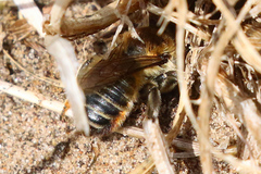 Megachile maritima