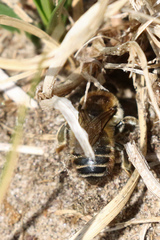 Megachile maritima