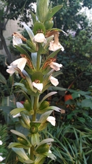Acanthus mollis