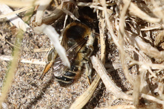 Megachile maritima