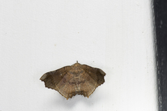 Semiothisops macariata