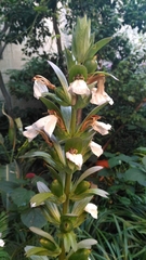 Acanthus mollis