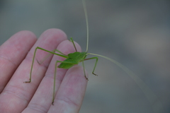Acrometopa macropoda