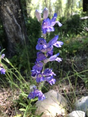 Penstemon subglaber