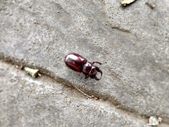 Lucanus capreolus