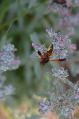 Rhynchium oculatum oculatum