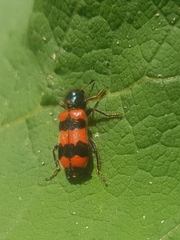 Trichodes apiarius