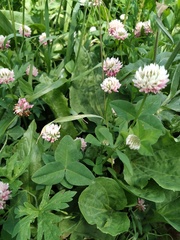 Trifolium hybridum