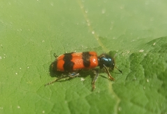 Trichodes apiarius