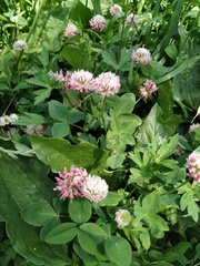 Trifolium hybridum