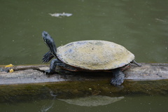Pseudemys rubriventris