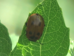 Gonioctena viminalis