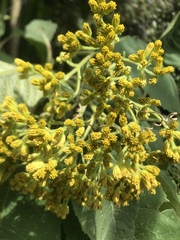 Verbesina