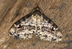 Melanomma auricinctaria