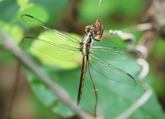 Libellula vibrans