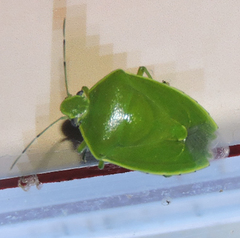 Glaucias subpunctatus