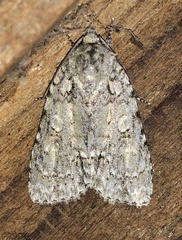 Acronicta retardata
